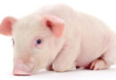 Baby pig used for organ transplants. gettyimagekorea