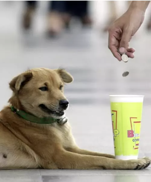 개 한 마리가 방콕의 한 고가역에서 동전을 받고 있다. 태국에서는 많은 사람들이 어린이와 애완동물을 포함한 거리 구걸에 의지하고 있다. AP