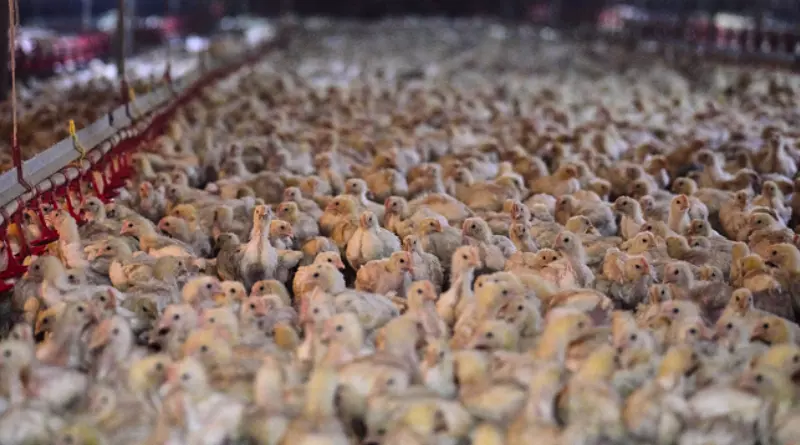 Controversy has arisen as the dense breeding conditions of Baeksemi, a chicken used to produce samgyetang, have been revealed. Animal Liberation Wave